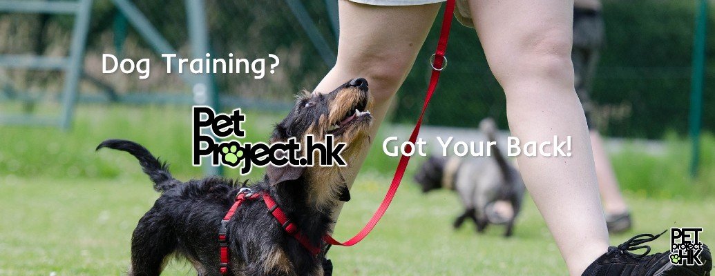 Dogs Training on PetProject.HK