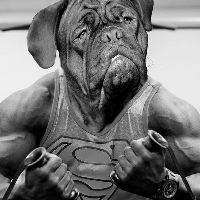 All You Need to Know about a High Protein Diet