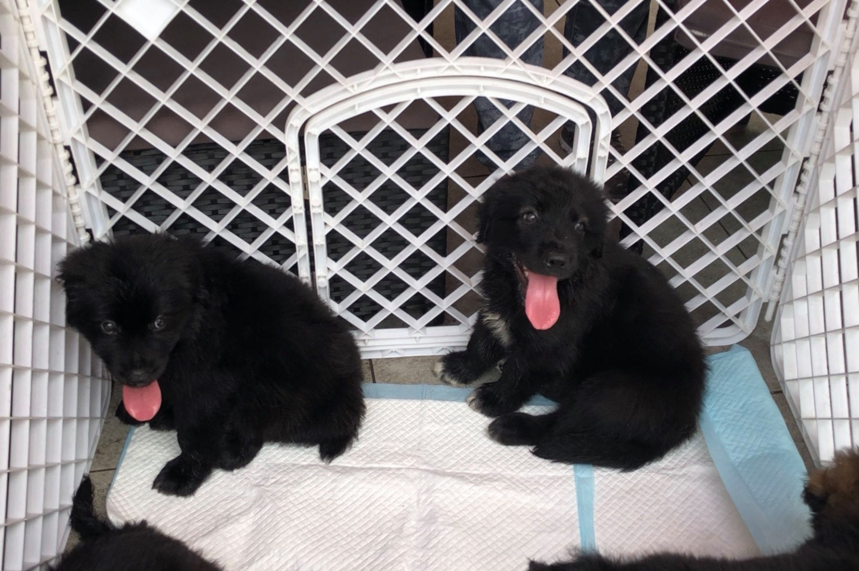 Summer Pets Carnival & Discovery Bay Handmade Fair Recap