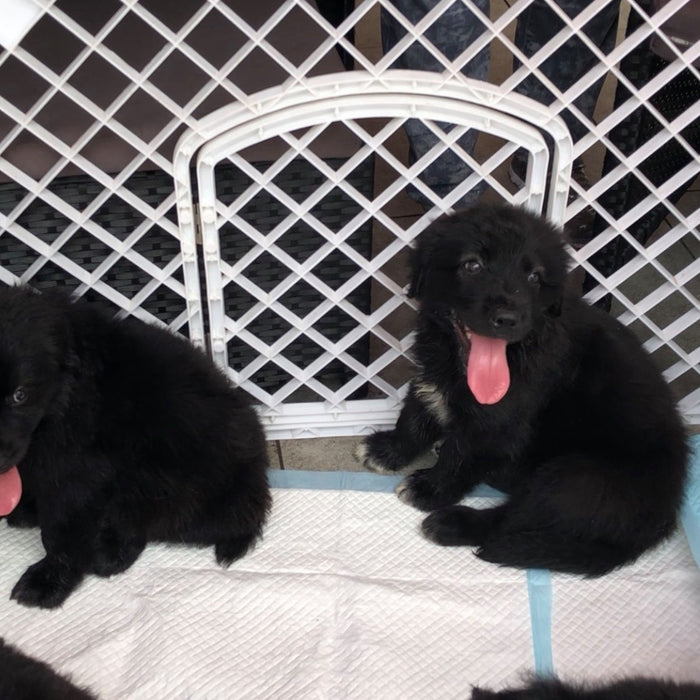 Summer Pets Carnival & Discovery Bay Handmade Fair Recap