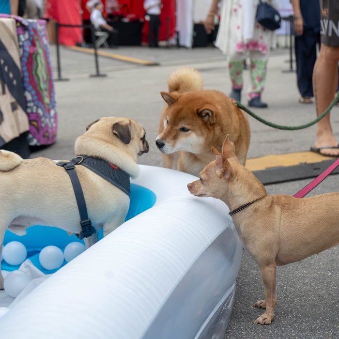 A Quick Recap of Our Website Relaunch Party @ IRIS