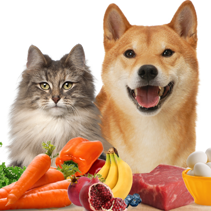 Top 10 Foods Your Pet Should Avoid