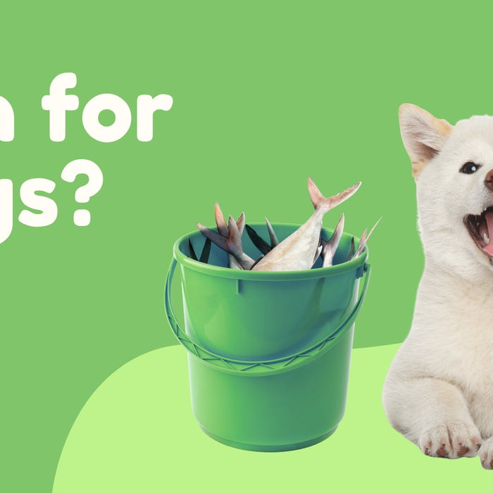 Should Dogs Eat Fish Based Products?