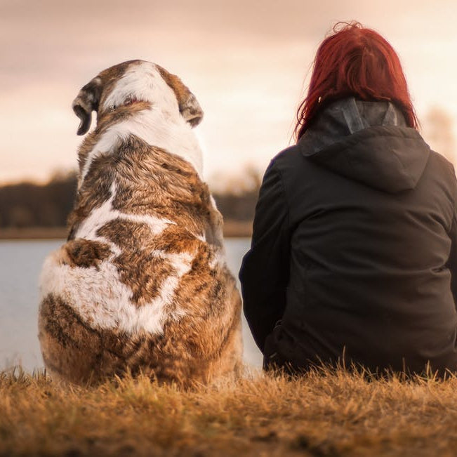 7 Ingredients That Protect Your Dog From Cancer