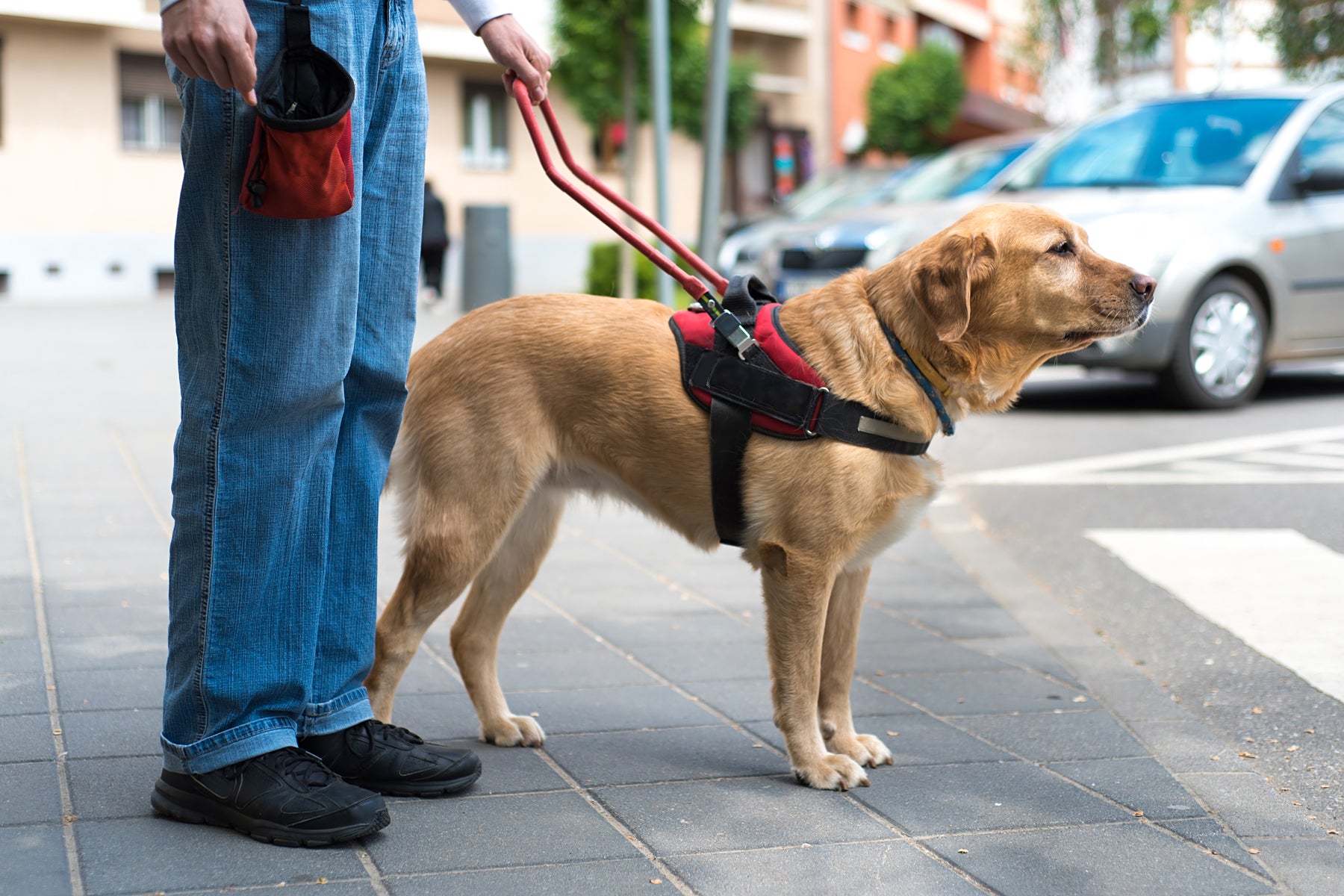 Guide Dogs in Hong Kong