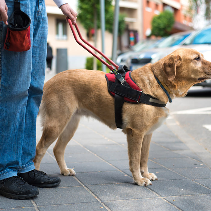 Guide Dogs in Hong Kong