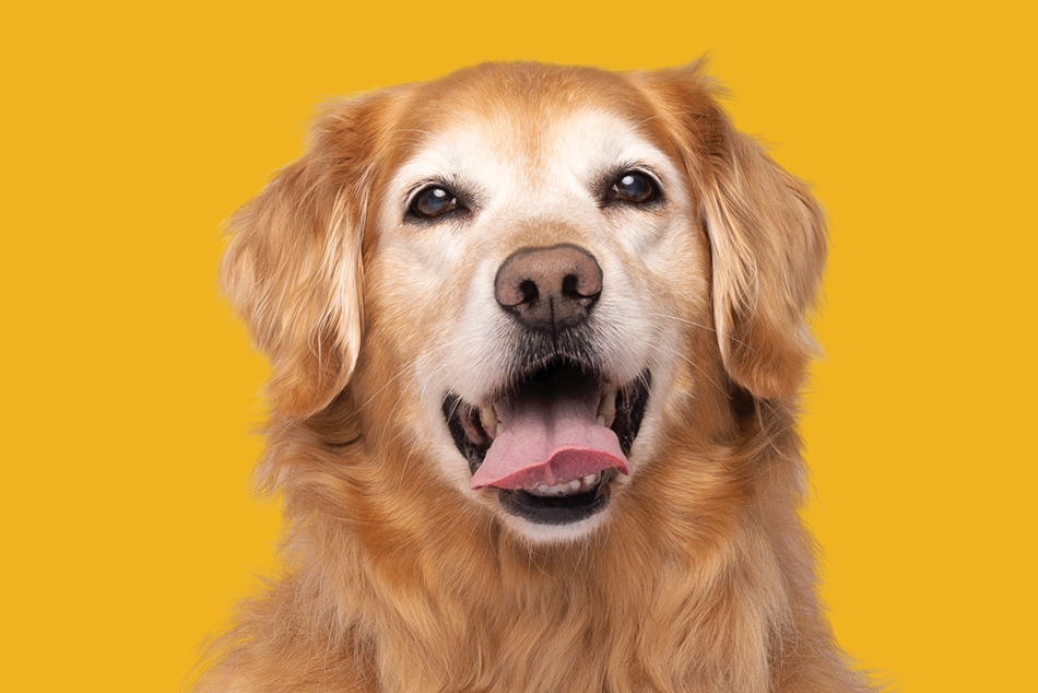 NaturVet Vita Pet Senior w/ Glucosamine Tabs - Time Released - 1 Tablet (pack of 60)