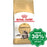 Royal Canin - Maine Coon Adult Cat Food - 10KG - PetProject.HK